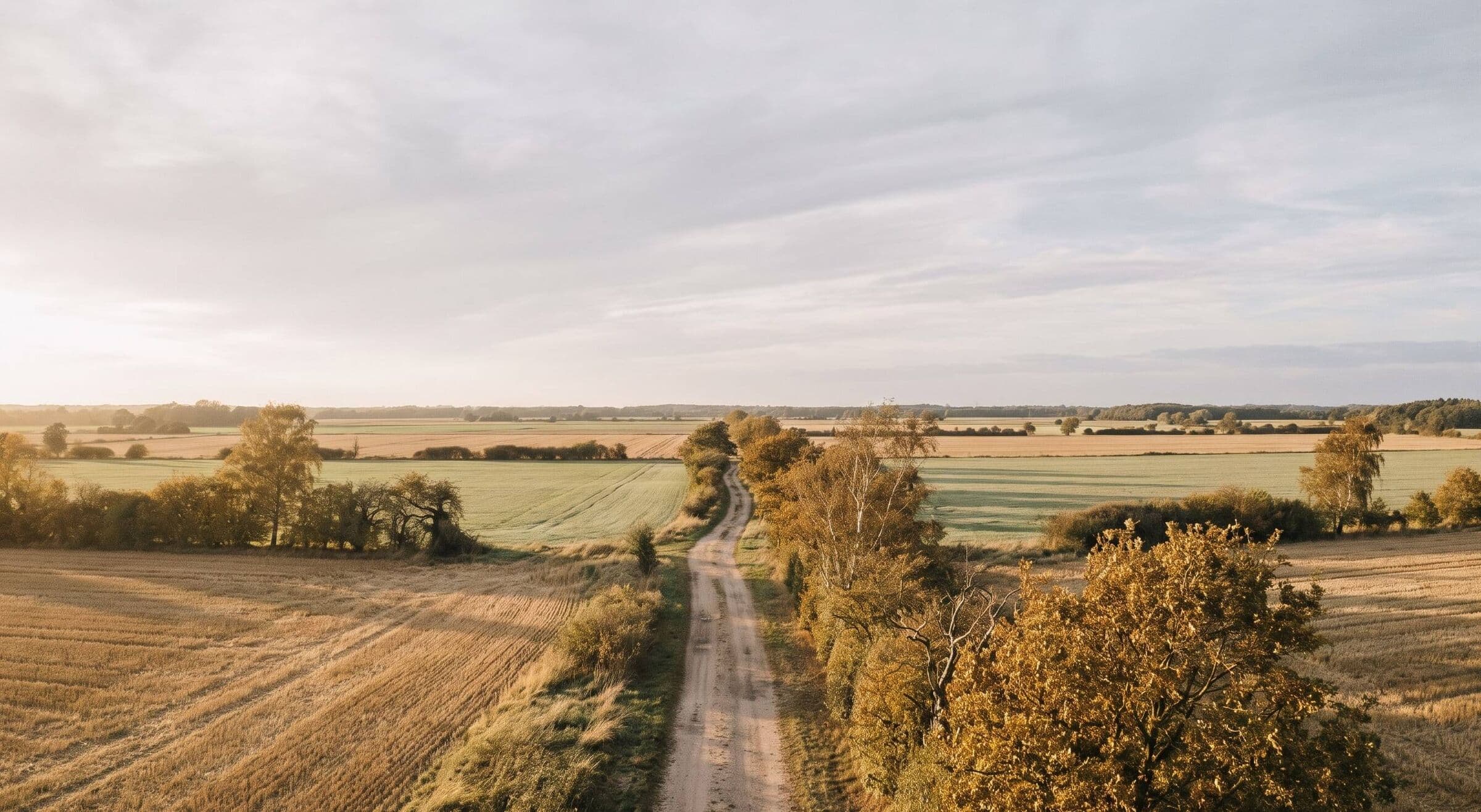 Feldweg zwischen abgeernteten Feldern und Baumreihen im warmen Abendlicht