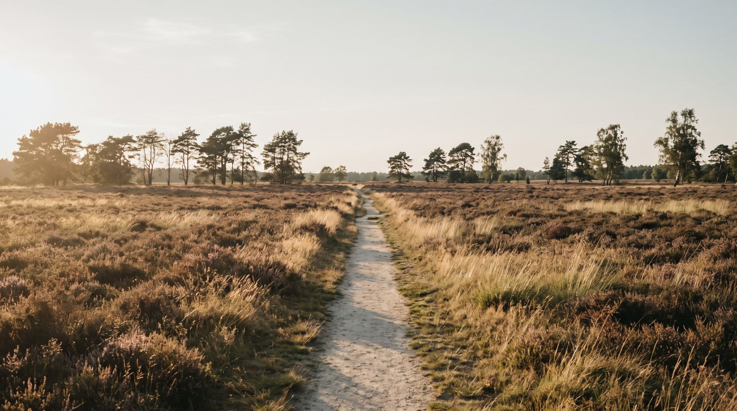 Schmaler Sandweg durch Heide und hohe Gräser im Abendlicht, am Horizont Kiefern und Birken